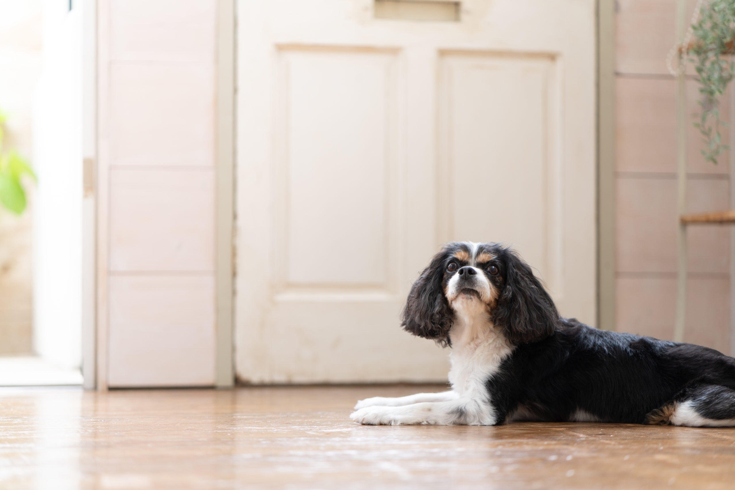 遠くを見つめる犬