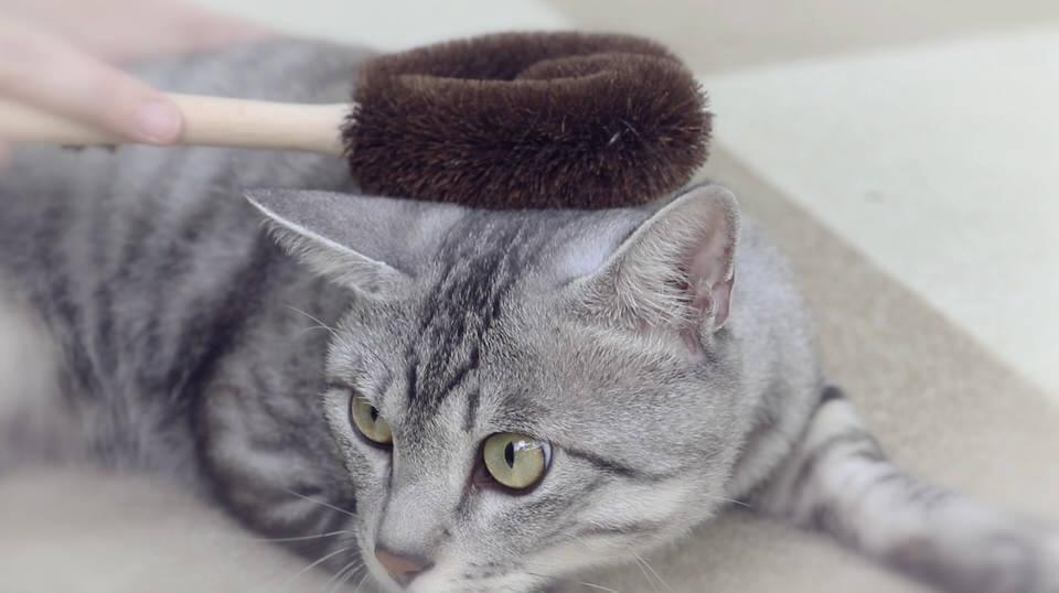 ブラッシングは猫とのスキンシップの時間