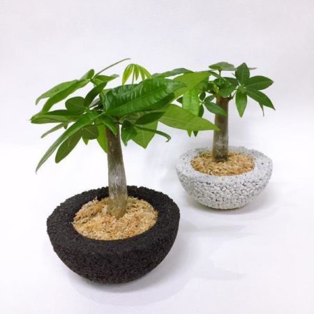 孤島のようなパキラのグリーンインテリア