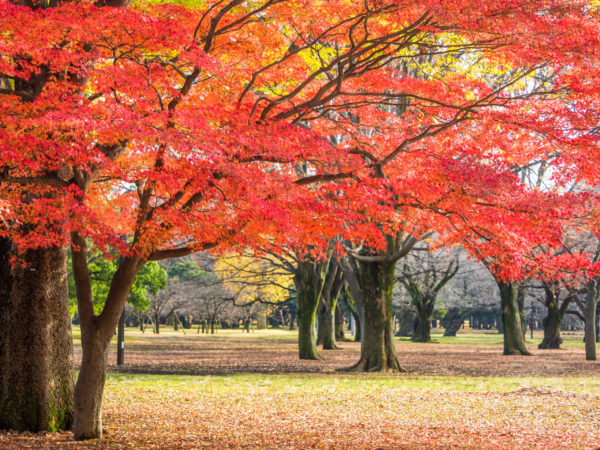 遠くに行かなくても楽しめる紅葉狩り