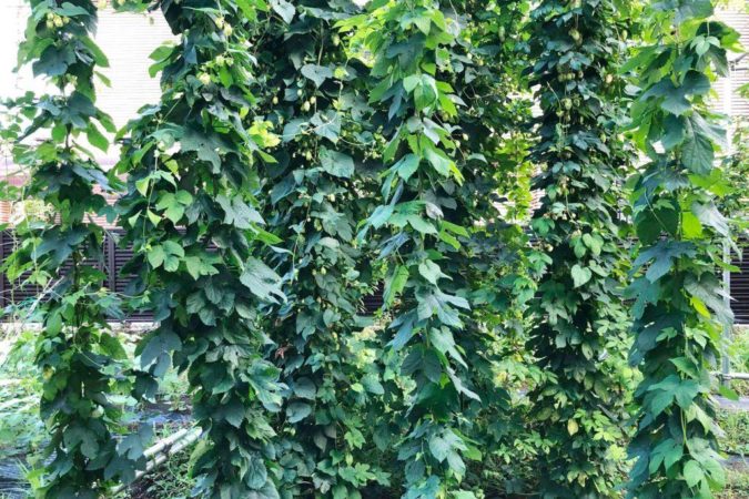 地域コミュニティから生まれたビール