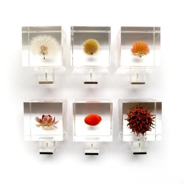 Solacubeの中で魅力を放つ植物