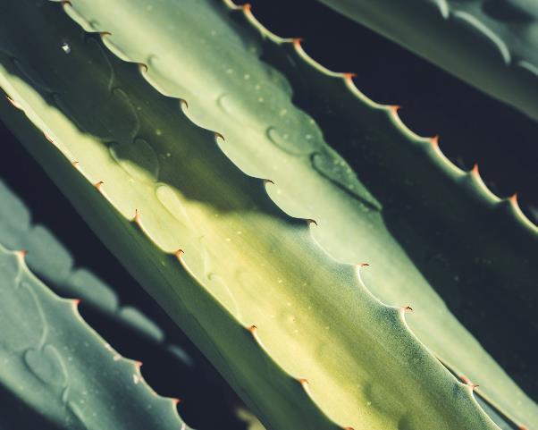 アロエベラウォーターの保湿力