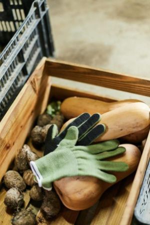 自宅でできる家庭菜園やガーデニング