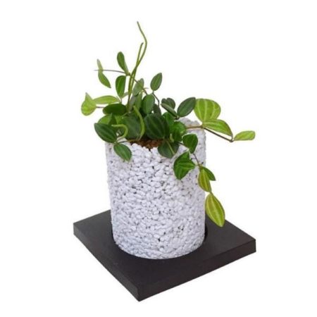 ペペロミア・アングラータ