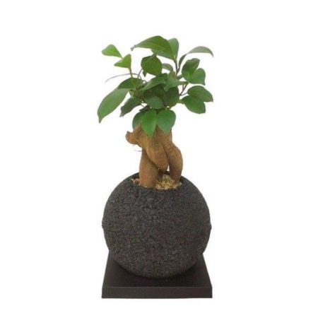 SPHERE ガジュマル