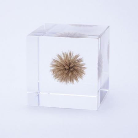 ルリタマアザミ