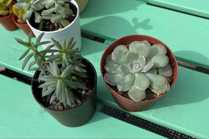 ベンケイソウ科