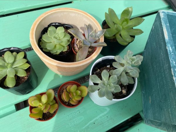 見た目や特徴も個性的