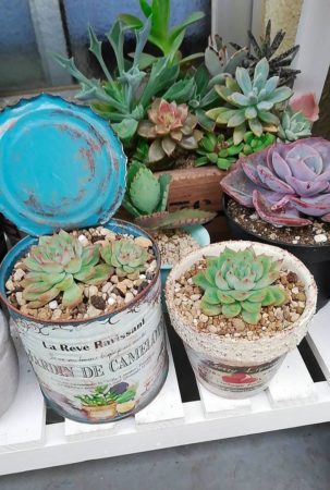 多肉植物の魅力