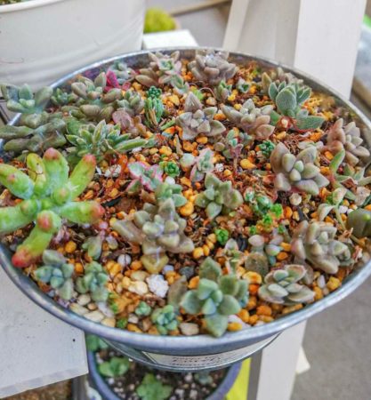 寄せ植えのコツ