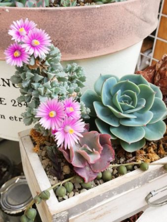 いろいろな種類を植えてカラフルに