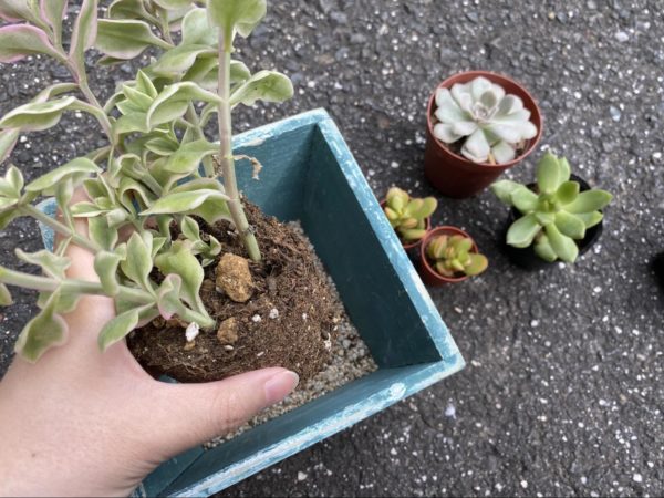 多肉のポジション決め