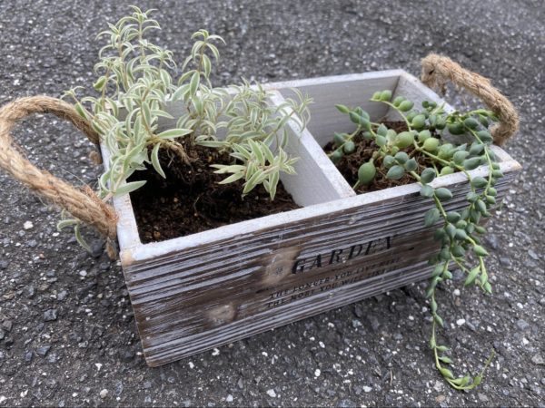 キク科のピーチネックレス