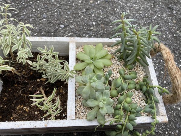 マッコスや朧月