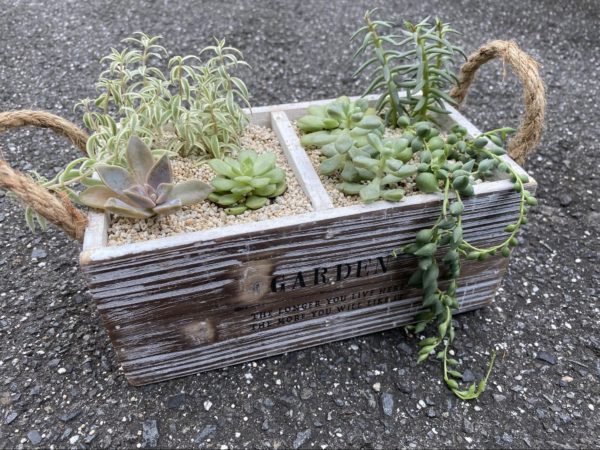 ゆとりを持たせて寄せ植え