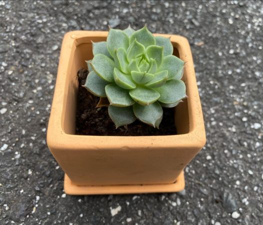 葉の先がちょっとトゲトゲしている