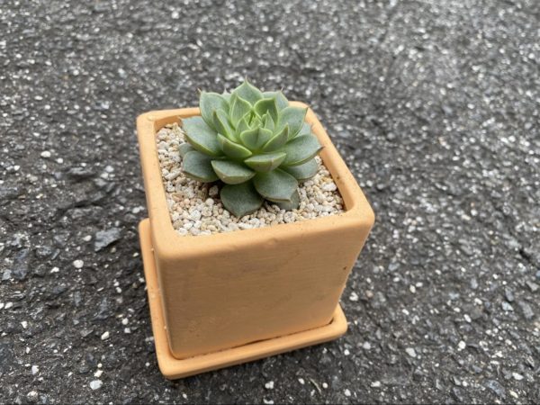 あっという間に完成