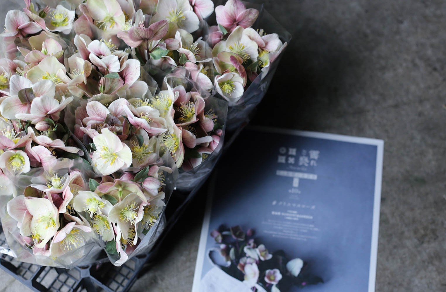 花が好きな人にオススメのサブスク花と新聞の定期便