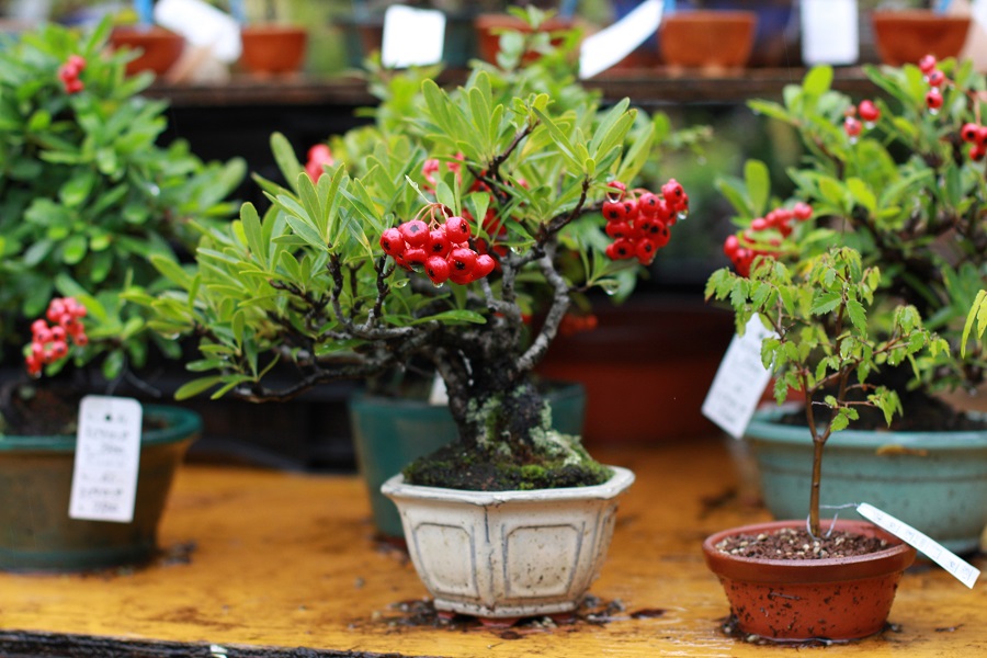 季節に合わせて実がなる