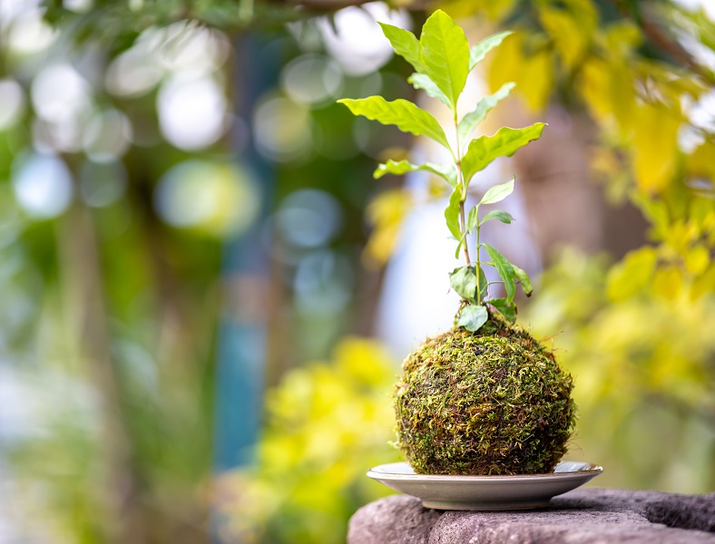 草類や木を苔で作られた玉で包むタイプ