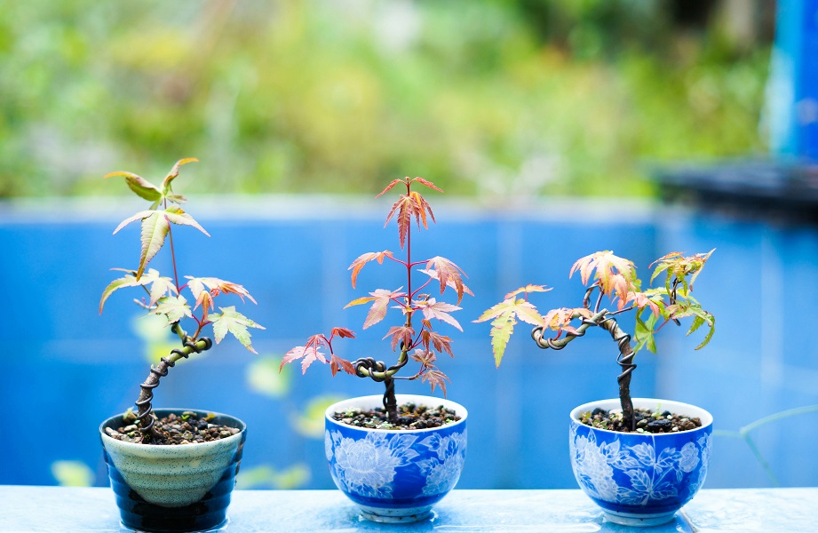 紅葉や楓など葉っぱが楽しめるタイプ