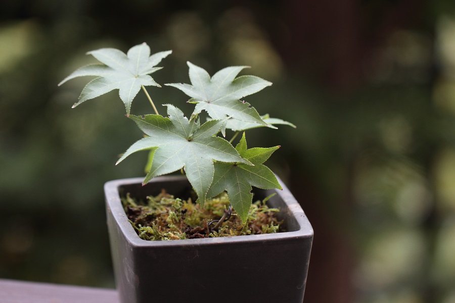 楓や桜など日陰でも育ちやすいタイプ