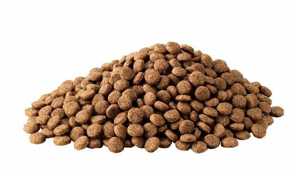 老犬のためのドックフードの選び方