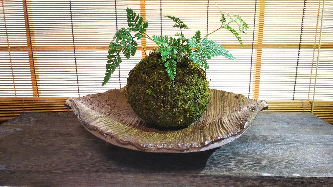 和風のお部屋に似合うのはシノブ