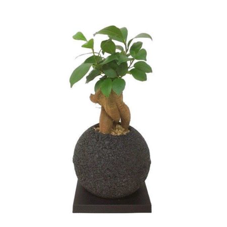 消臭できるインテリアグリーン