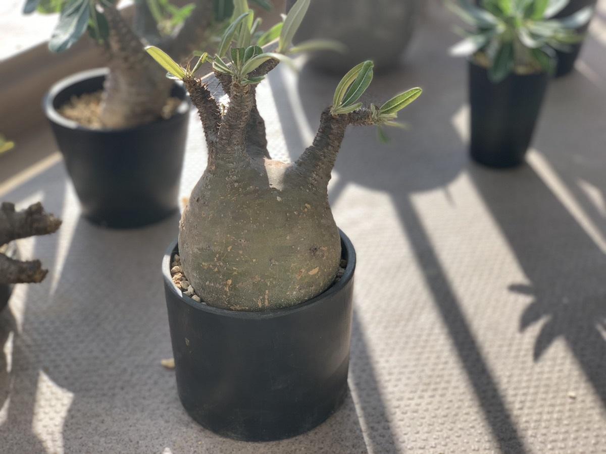 種類によって変わるユニークなルックス