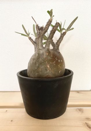 パキポディウム