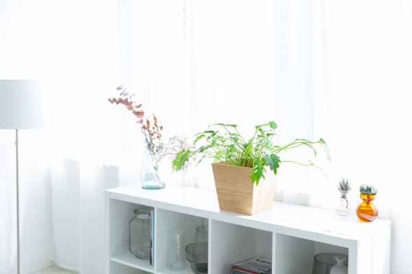 インテリアに観葉植物を取り入れて、室内をリフレッシュできる空間に