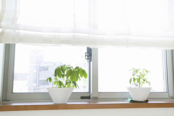 室内で観葉植物を育てる際の注意点
