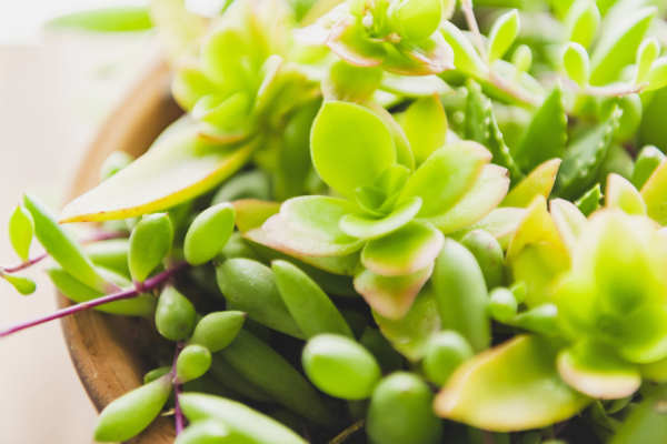 植物でインテリアに癒しを…おしゃれで人気な観葉植物