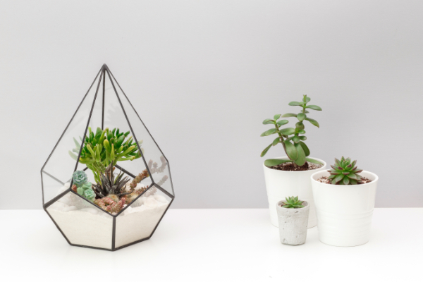 卓上のインテリアにおすすめのおしゃれなミニ観葉植物