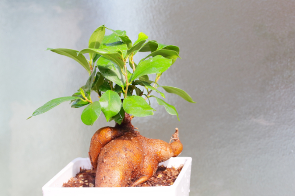 個性的なフォルムがユニークな樹木系観葉植物