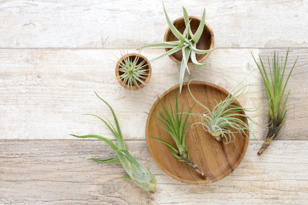 お手入れも簡単な観葉植物が人気