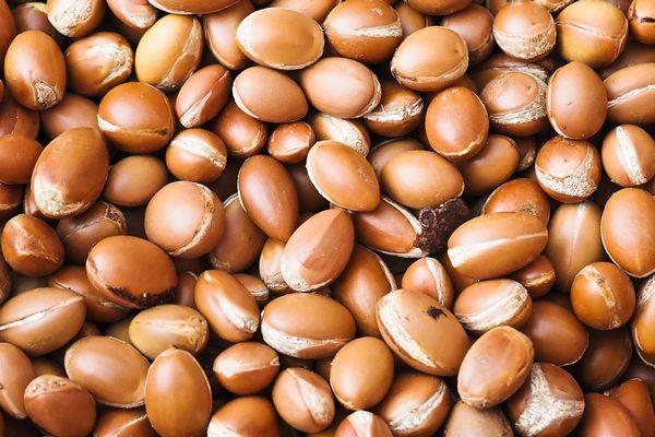 アルガンオイルはアルガンツリーの実から採れます