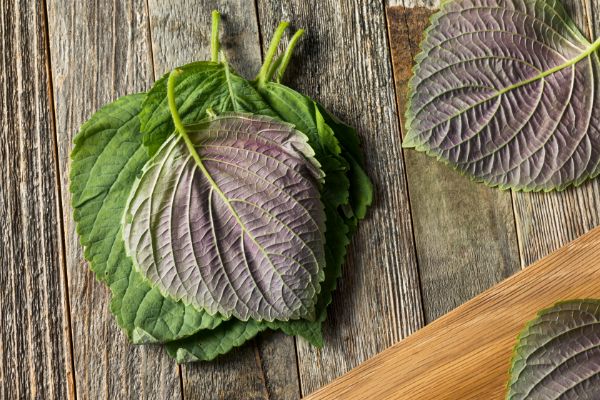 紫蘇のジェノベーゼ風パスタ