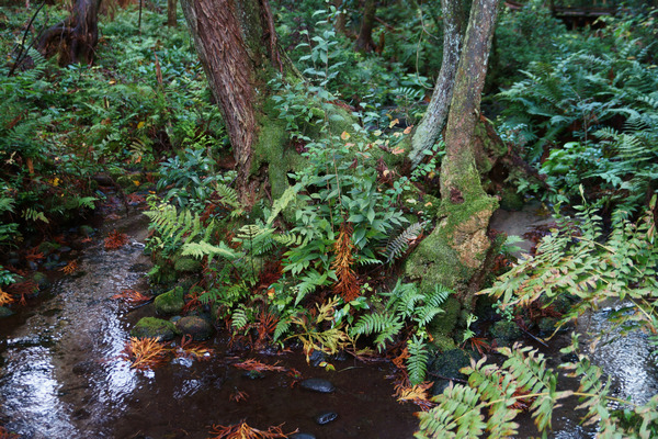 【黒部川扇状地湧水群】