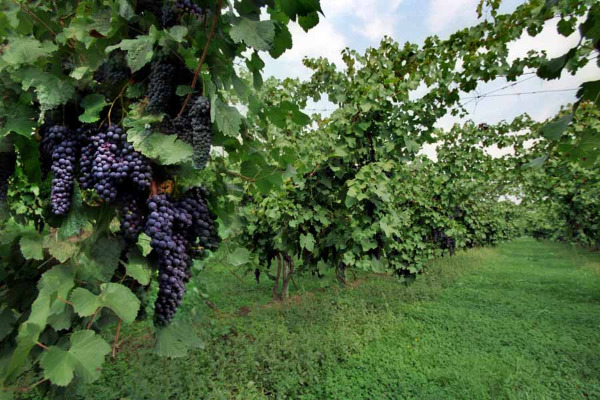 イタリアのエミリア=ロマーニャ地方で作られた赤ワイン