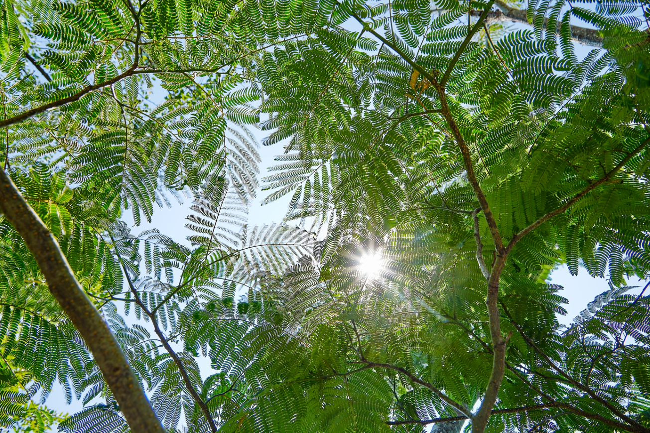 自然の中に身体のリズムを整えるカギが