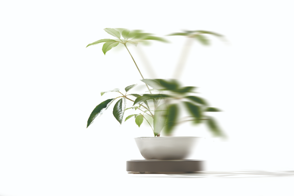 キャスター付きの受け皿なら観葉植物の移動も楽々