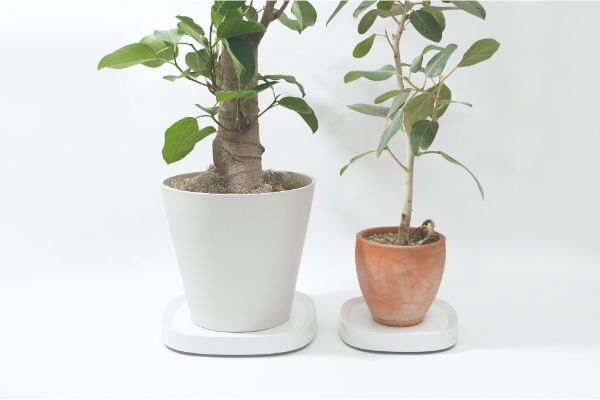 大小様々な観葉植物を思い思いに楽しんで