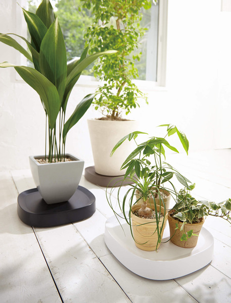 キャスター付きの受け皿なら観葉植物の移動も楽々2