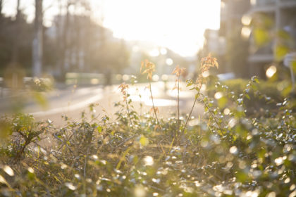お陽さまを追いかける