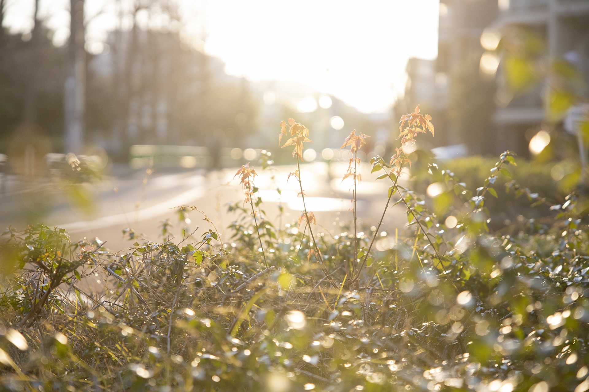お陽さまを追いかける