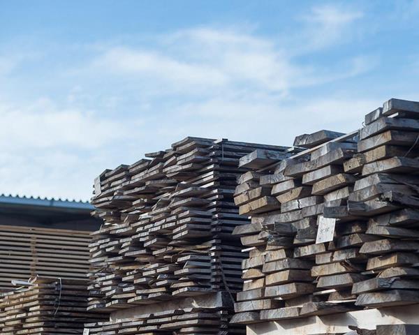 切り出された楠