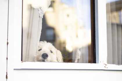 現代版忠犬ハチ公